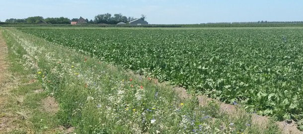 Natuur Flakkee akkerranden Kraaijerdijk 624x270 20150710_135059