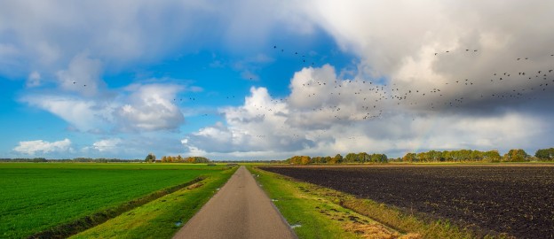 Natuur vogels