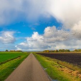 Natuur vogels