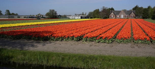 Foto bij nieuwsbericht Duin- en Bollenstreek.jpg