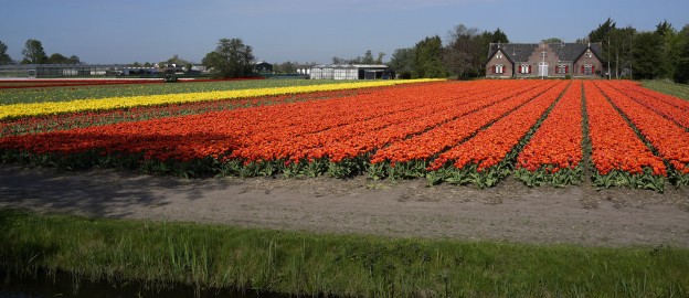 Foto bij nieuwsbericht Duin- en Bollenstreek.jpg