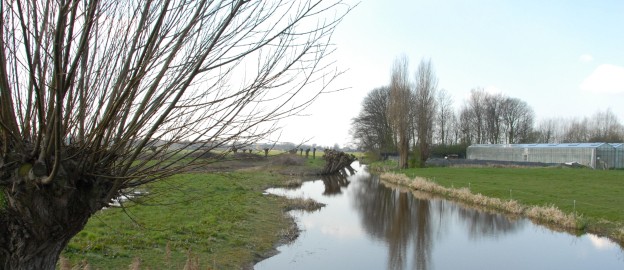 Knotwilg en kassen